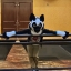 TheHuskyPup